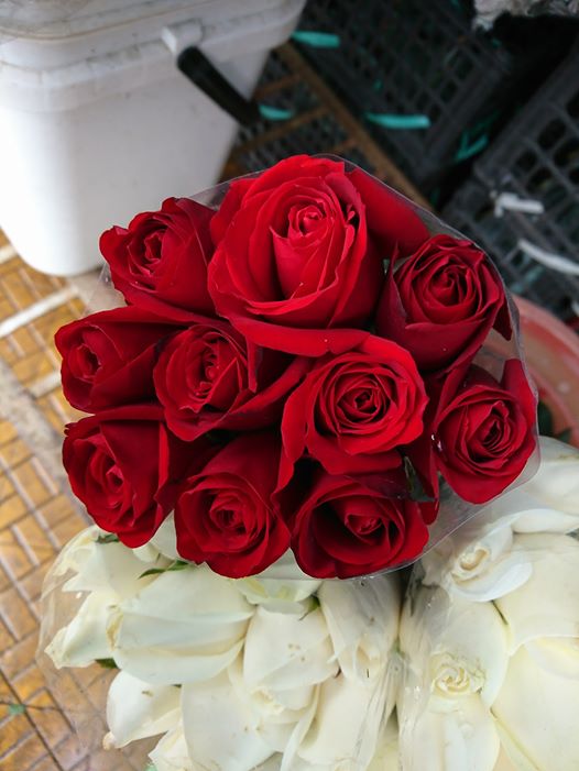 16992236_10210096903913807_503928572937494524_o