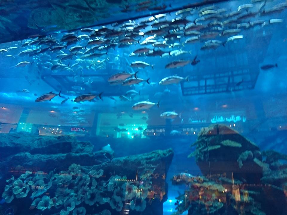 19397031_10211082646196748_6357007204120071813_n